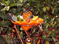 Fruit 'n Flies